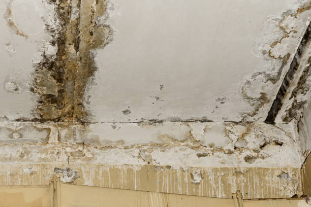 Best Water damage restoration mold remediation  in Watertown, SD